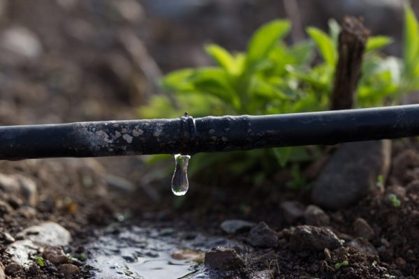 drip irrigation