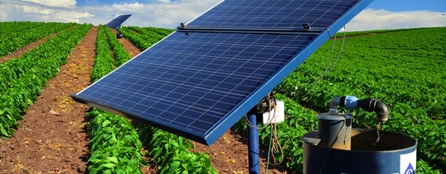 urban-crop-field-perfect-green-produce-leaf-PEFND-2